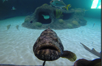 florida-keys-aquarium-encounters